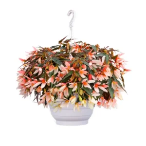 Begonia Groovy Salmon Bicolor