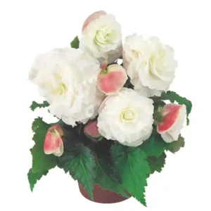 Begonia Nonstop Appleblossom -1