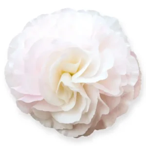 Begonia Nonstop Appleblossom