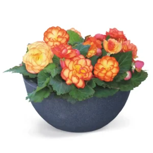 Begonia Nonstop Fire - 1
