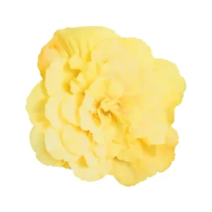 Begonia Nonstop Lemon