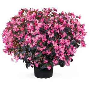 Begonia Stonehedge Rose Bronze Leaf