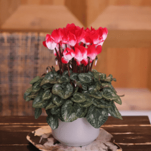 Cyclamen Indiaka Red