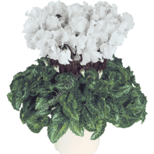 Cyclamen Latinia Crispino White