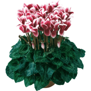 Cyclamen Latinia Fantasia Deep Magenta