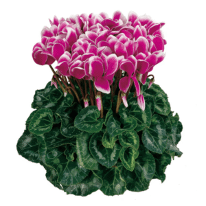 Cyclamen Latinia Fantasia Purple