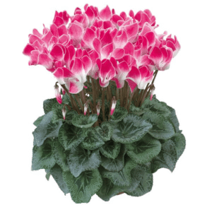 Cyclamen Latinia Funflame Magenta