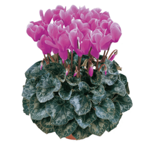Cyclamen Latinia Lila