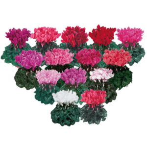 Cyclamen Latinia Mix