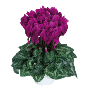 Cyclamen Latinia Purple