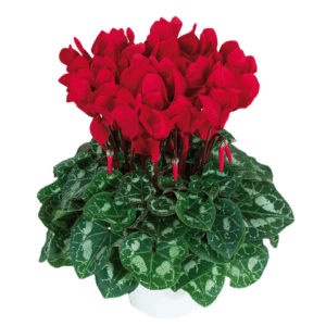 Cyclamen Latinia Scarlet Red
