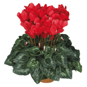 Cyclamen Latinia Success Bright Red