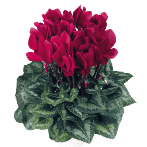 Cyclamen Latinia Success Deep Magenta