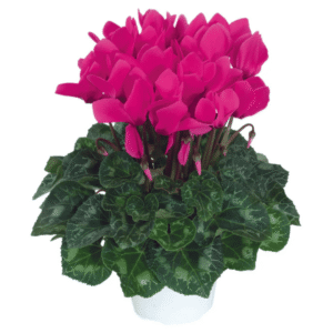 Cyclamen Latinia Success Neon Rose