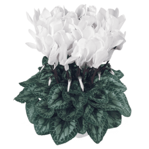 Cyclamen Latinia Success Pure White
