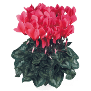 Cyclamen Latinia Success Salmon
