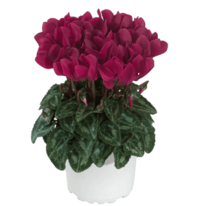 Cyclamen Macaron Magenta