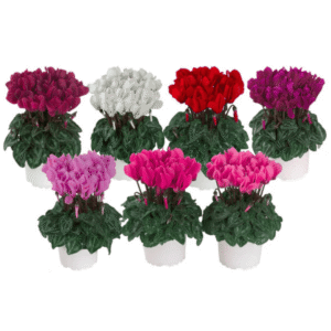 Cyclamen Macaron Mix 2