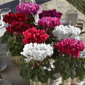 Cyclamen Macaron Mix