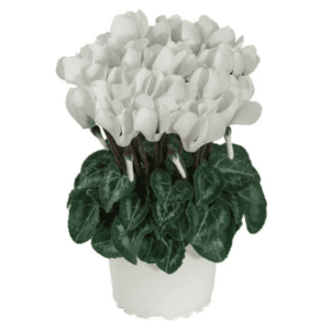 Cyclamen Macaron Pure White