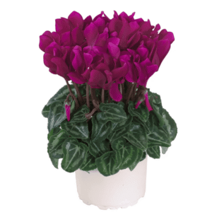 Cyclamen Macaron Purple