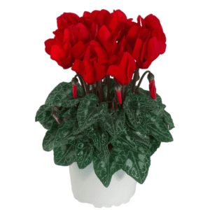 Cyclamen Macaron Red