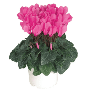 Cyclamen Macaron Rose Bengal