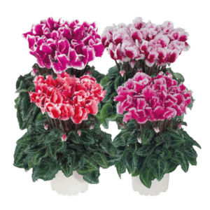 Cyclamen Metis Abanico Mix