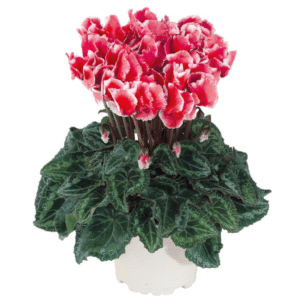 Cyclamen Metis Abanico Scarlet Salmon