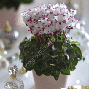 Cyclamen Metis Absolu