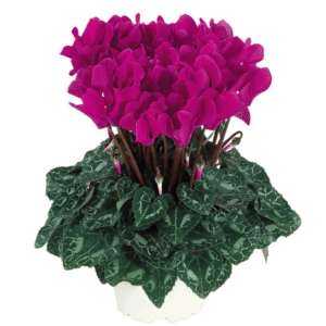 Cyclamen Metis Bright Purple