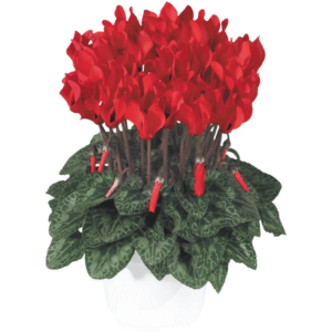 Cyclamen Metis Bright Red Compact