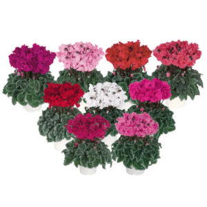 Cyclamen Metis Crispino Mix