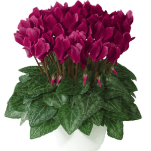 Cyclamen Metis Deep Magenta