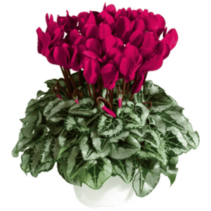 Cyclamen Metis Deep Magenta Silverleaf