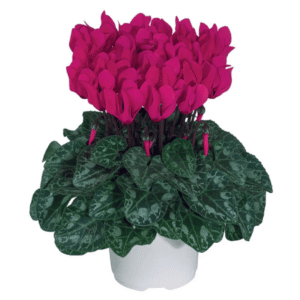 Cyclamen Metis Deep Rose