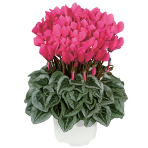 Cyclamen Metis Deep Rose Silverleaf