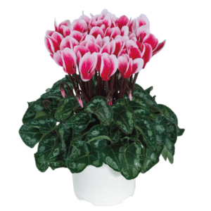 Cyclamen Metis Fantasia Artic Red