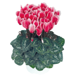 Cyclamen Metis Fantasia Scarlet Salmon