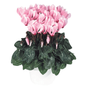 Cyclamen Metis Light Pink With Eye