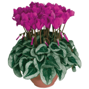 Cyclamen Metis Light Purple Silverleaf