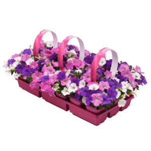 Petunia Shock Wave Spark Mixture