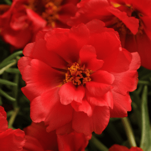 Portulaca Happy Hour Deep Red