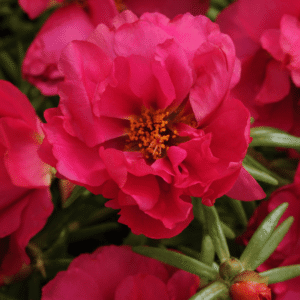 Portulaca Happy Hour Fuchsia