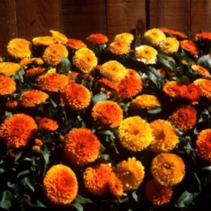 Calendula Bon Bon