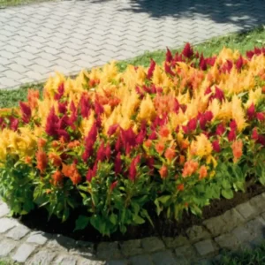 Celosia Fresh Look
