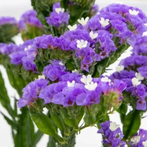 Limonium Hipster Blue