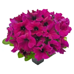 Petunia Success HD Burgundy
