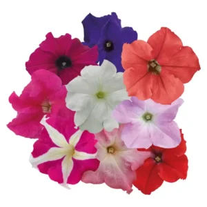 Petunia Success HD Mix