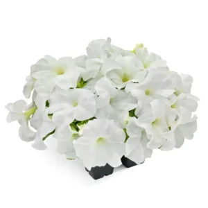 Petunia Success HD White
